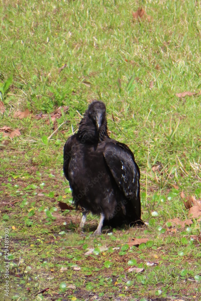 Black american vulture in Florida wild, closeup Black american vulture in Florida wild, closeup