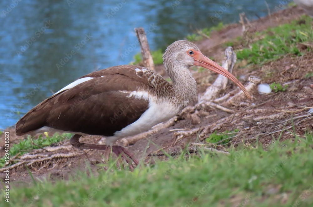 Obraz premium Brown ibis at the river in Florida nature, closeup