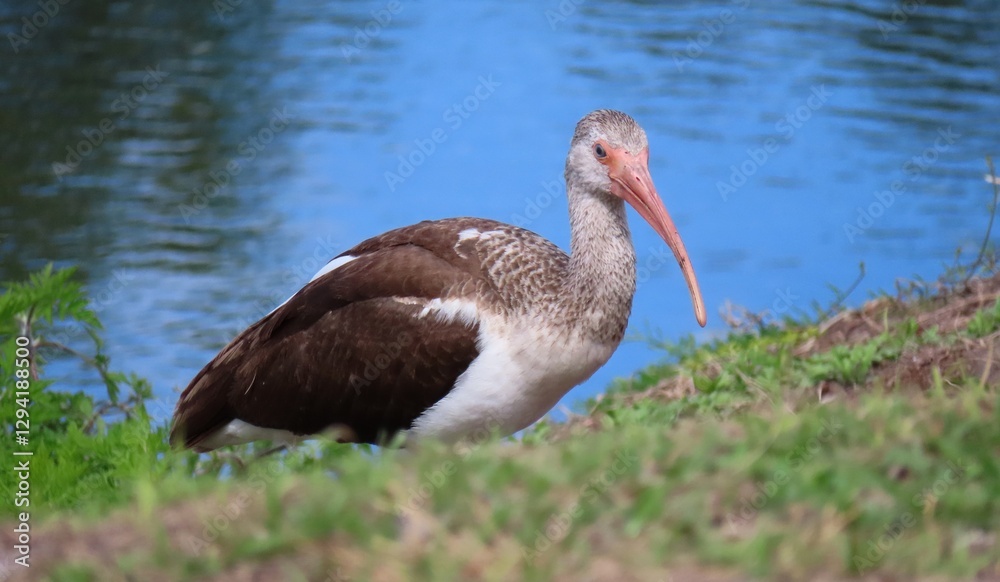 Brown ibis at the river in Florida nature, closeup Brown ibis at the river in Florida nature, closeup