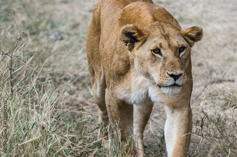 lionne dans le parc Serengeti en Tanzanie lionne dans le parc Serengeti en Tanzanie