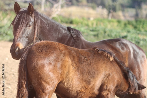 Horse. Brown horse on a farm. Horse eats. Beautiful Horse portrait of a horse
