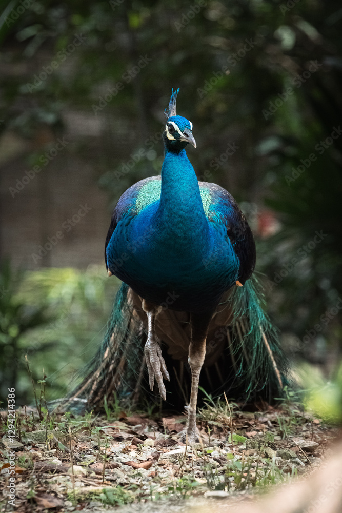 Close up portrait of Beautiful peacock or Pavo cristatus in Malaysia Close up portrait of Beautiful peacock or Pavo cristatus in Malaysia