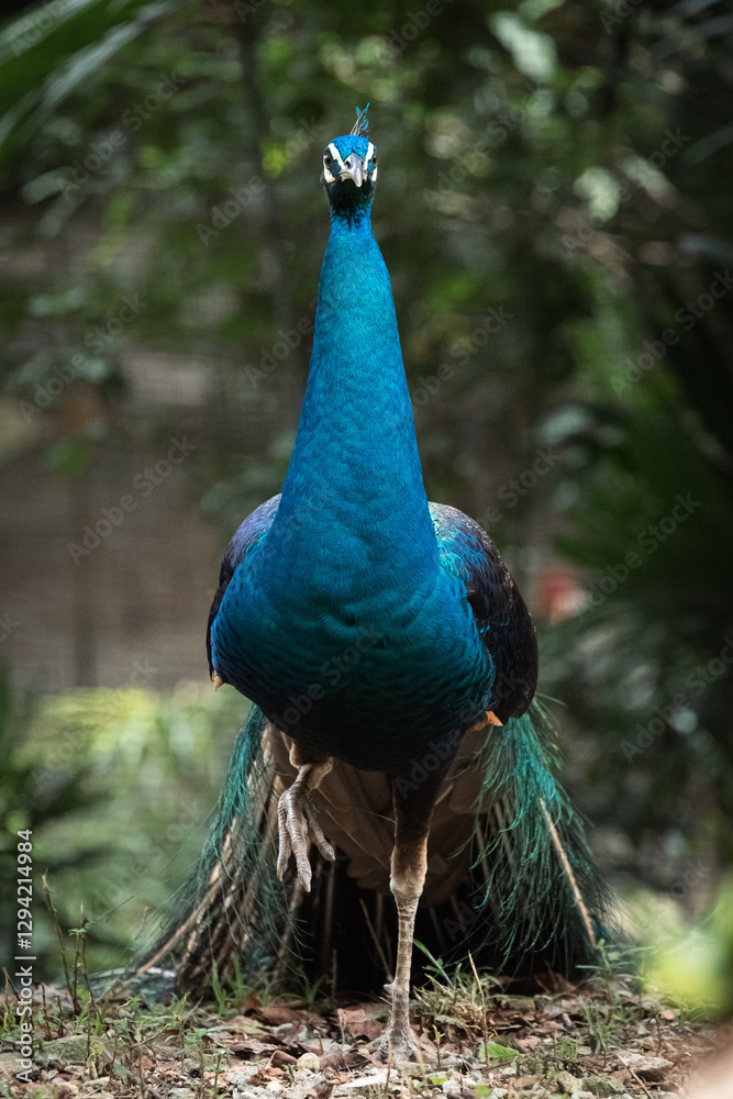Close up portrait of Beautiful peacock or Pavo cristatus in Malaysia Close up portrait of Beautiful peacock or Pavo cristatus in Malaysia