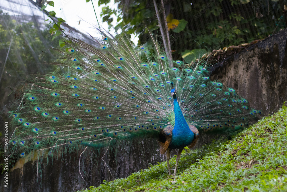 Obraz premium Beautiful peacock or Pavo cristatus with a fully fanned tail feathers in Malaysia