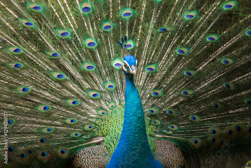 Beautiful peacock or Pavo cristatus with a fully fanned tail feathers in Malaysia photo