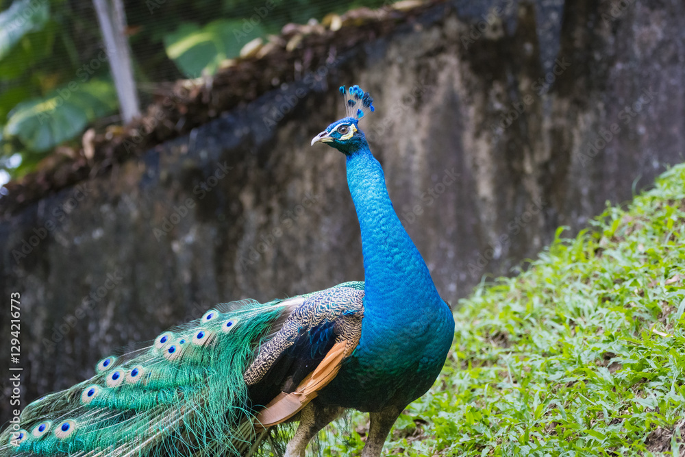 Fototapeta premium Beautiful peacock or Pavo cristatus with a fully fanned tail feathers in Malaysia