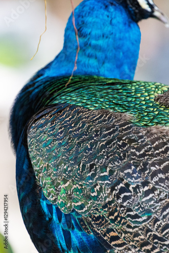 Close up of a Beautiful peacock or Pavo cristatus feather in Malaysia