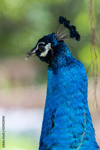 Close up portrait of Beautiful peacock or Pavo cristatus in Malaysia