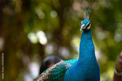 Close up portrait of Beautiful peacock or Pavo cristatus in Malaysia
