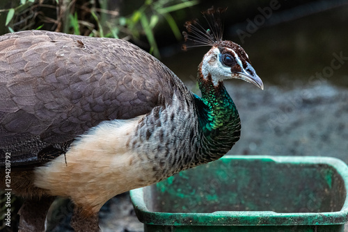 Close up portrait of Beautiful peacock or Pavo cristatus in Malaysia