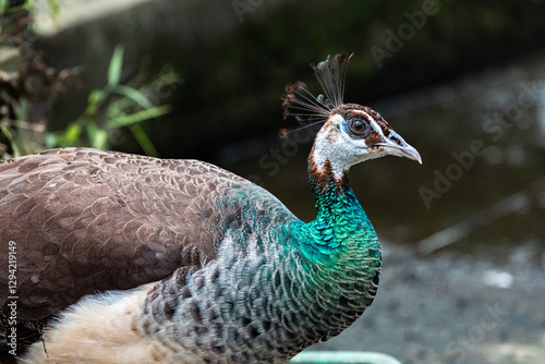 Close up portrait of Beautiful peacock or Pavo cristatus in Malaysia