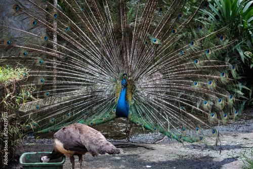 Beautiful peacock or Pavo cristatus with a fully fanned tail feathers in trying to impress and attract a peafowl mate in Malaysia