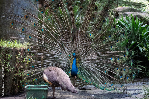 Beautiful peacock or Pavo cristatus with a fully fanned tail feathers in trying to impress and attract a peafowl mate in Malaysia