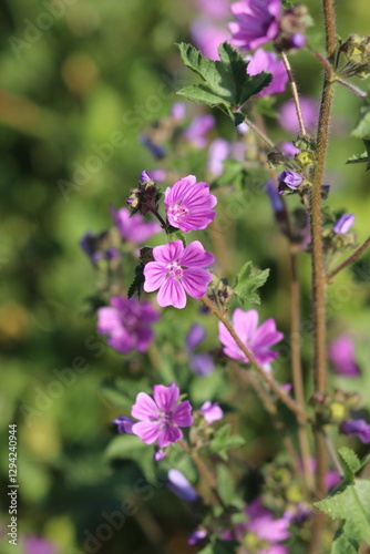 Wallpaper Mural flowers in the garden, purple flowers and green leaves	 Torontodigital.ca
