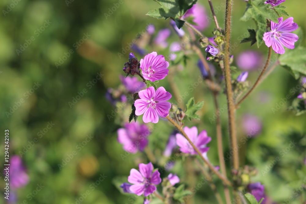 flowers in the garden, purple flowers and green leaves flowers in the garden, purple flowers and green leaves