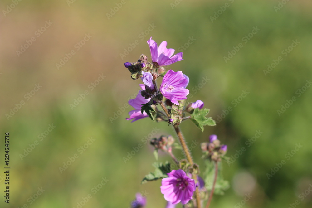 flowers in the garden, purple flowers and green leaves flowers in the garden, purple flowers and green leaves