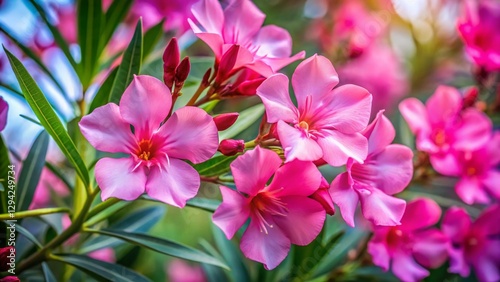 Oleander Blossom Close-Up: Vibrant Pink Flowers with Shallow Depth of Field
