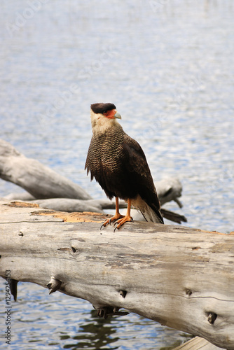 Bird of prey, Southern Caracara photo