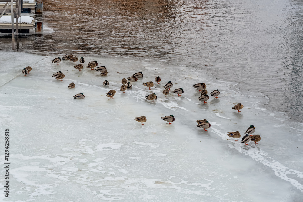 Mallard Ducks On Frozen Sheets Of Ice On Fox River In De Pere, Wisconsin, In February