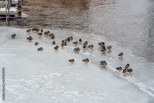 Obraz na płótnie Mallard Ducks On Frozen Sheets Of Ice On Fox River In De Pere, Wisconsin, In February w salonie