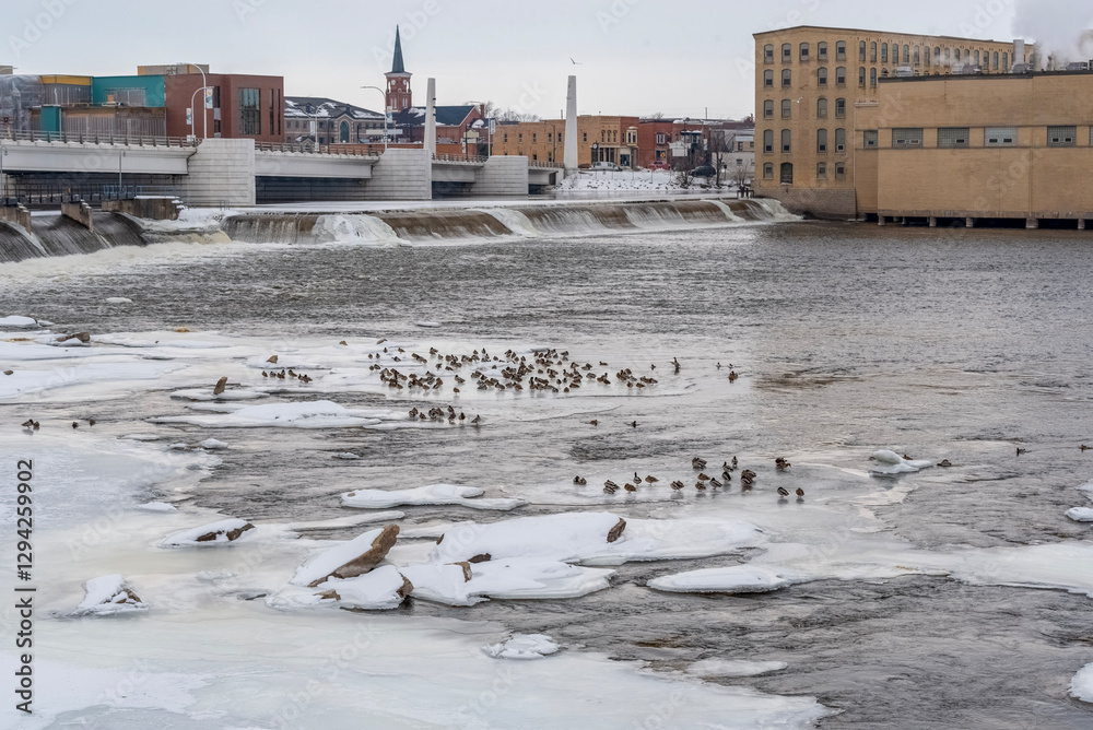 Mallard Ducks On Frozen Sheets Of Ice Near The Dam And Rapids On Fox River In De Pere, Wisconsin, In February
