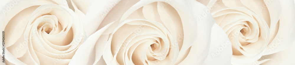 Panorama Elegant White Roses in a Delicate Floral Arrangement.