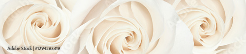 Obraz na płótnie Panorama Elegant White Roses in a Delicate Floral Arrangement. w salonie