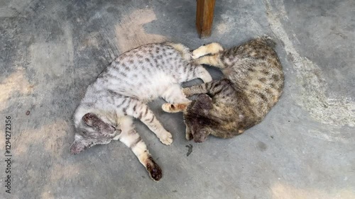 Close up video footage of stray cat is suffering feline scabies or notoedric mange on its head, causing its skin to become itchy, wounded, and crusty. World animal day concept. photo