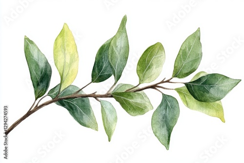 Watercolor Branch with Green Leaves on White Background Botanical Illustration for Spring Design