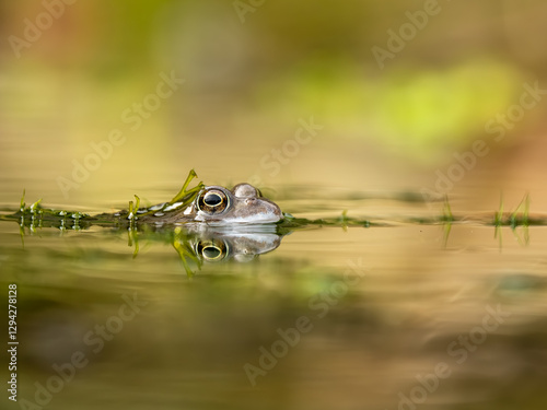 Obraz na płótnie Close Up of a Common Frog Head in an Urban Pond w salonie
