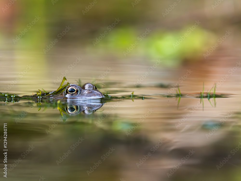 Close Up of a Common Frog Head in an Urban Pond