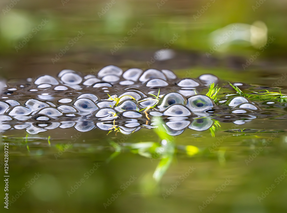 Frogspawn in an Urban Pond