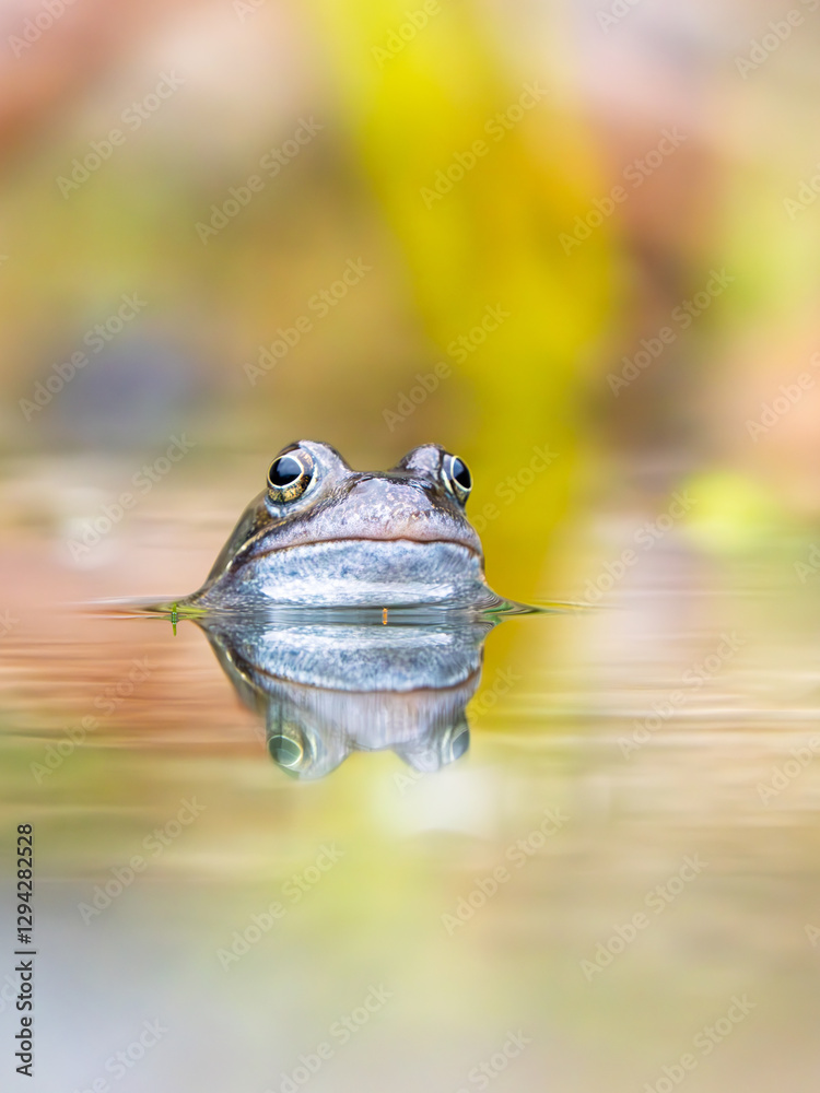 Close Up of a Common Frog Head in an Urban Pond