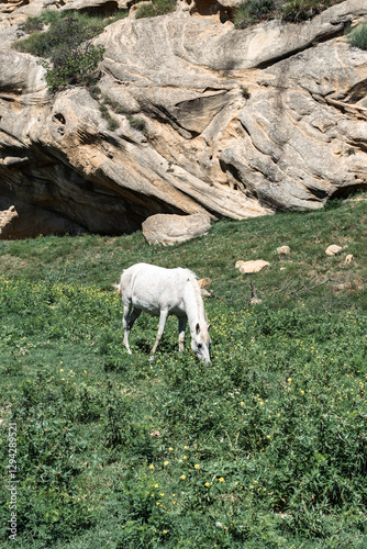 white horse in the mountains