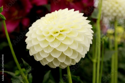 white dahlia flower