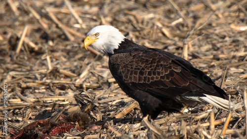 One adult bald eagle standing in a cornfield, profile view