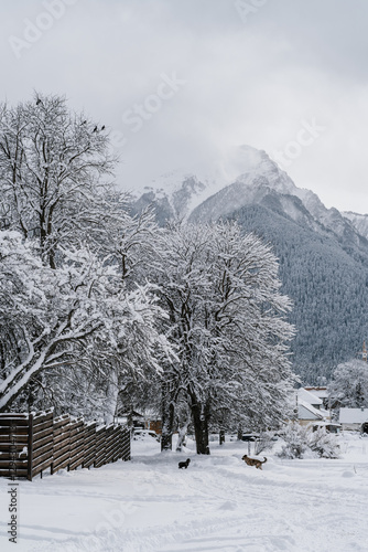 winter landscape in the mountains