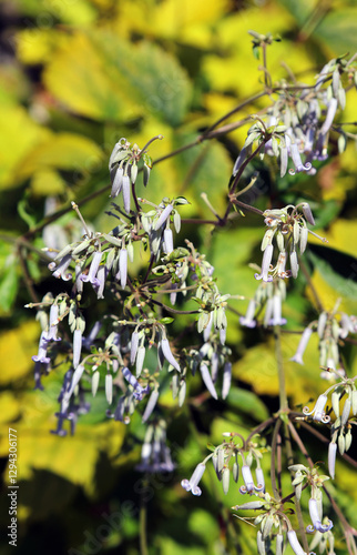 Closeup of pale blue Tube Clematis blooms, Derbyshire England
 photo