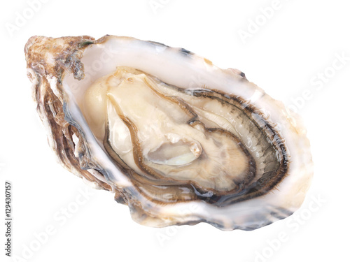 Obraz na płótnie Fresh oyster isolated w salonie