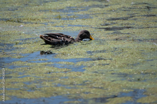 Yellow billed duck dabbling in the floating vegetation on the water at Inthaka Island photo