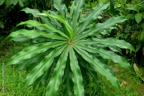 green tropical leaves