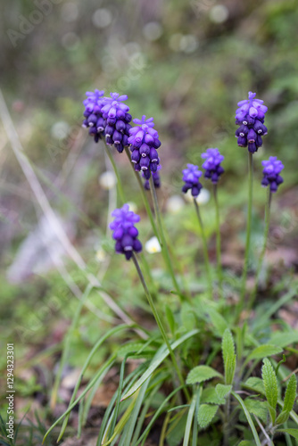 Blue spring Muscari perennial bulbous plants or grape hyacinth used as ornamental flower in the garden or landscape architecture design, wild in the woods