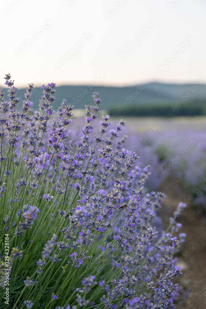 Fototapeta premium Blue Lavandula or lavender is a perennial flowering plants in the mints family, Lamiaceae. Medicine use oil, tea, culinary and in the garden or landscape architecture design, sky wallpaper