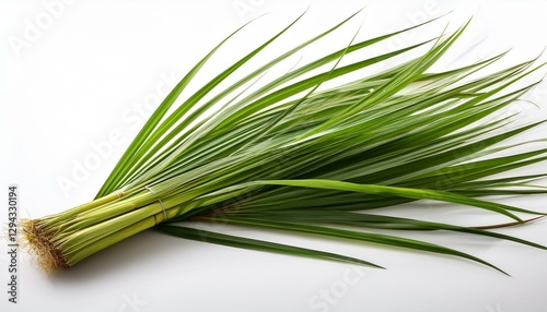 vetiveria zizanioides vetiver grass jungle botanical grass hyperrealistic highly detailed isolated on white background