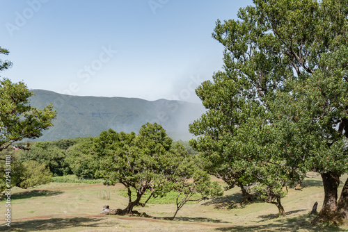 Trees standing in the forest of fanal forest.