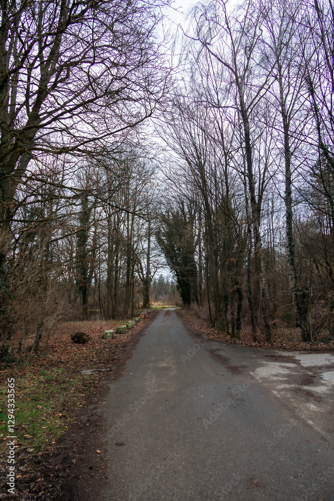 Fototapeta premium Grau bewölkter Waldweg mit kahlen Bäumen – Deutschland, Augsburg, Haunstetten, 26.02.2025