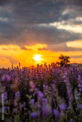 Blue Lavandula or lavender is a perennial flowering plants in the mints family, Lamiaceae. Medicine use oil, tea, culinary, garden or landscape architecture design, sky wallpaper, sunset colors
