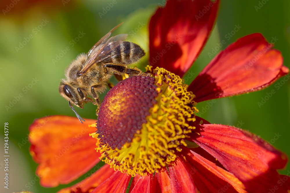 Honey Bee on a flower / Včela medonosná / Honey Bee on a flower / Včela medonosná /