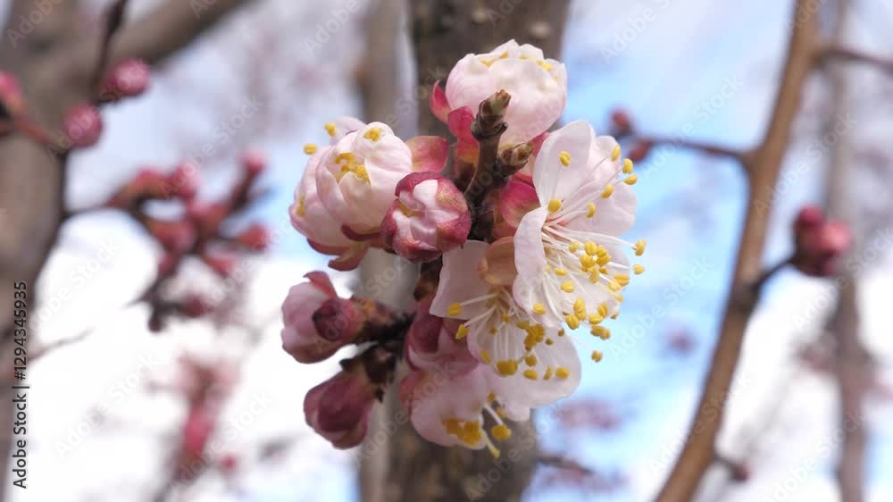 blossom trees spring garden. pink flower tree. View space young blue petal april. garden organism dance summer mood colourful. inspirational bush japanese flutter peony bloom apricot horizontal bunch blossom trees spring garden. pink flower tree. View space young blue petal april. garden organism dance summer mood colourful. inspirational bush japanese flutter peony bloom apricot horizontal bunch