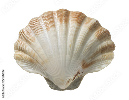 isometric 3d realistic seashell with natural texture and brown gradient pattern, marine ocean shell for coastal decor, beach elements, and underwater themes, on isolated background
